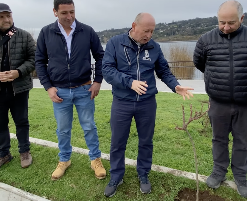 Panguipulli retoma su historia como capital de las rosas con nuevo plan de ornamentación